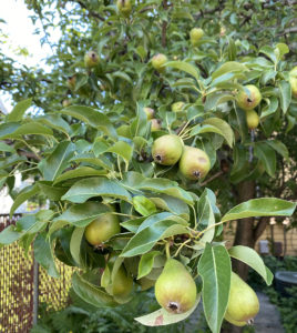 Charlie's pear tree